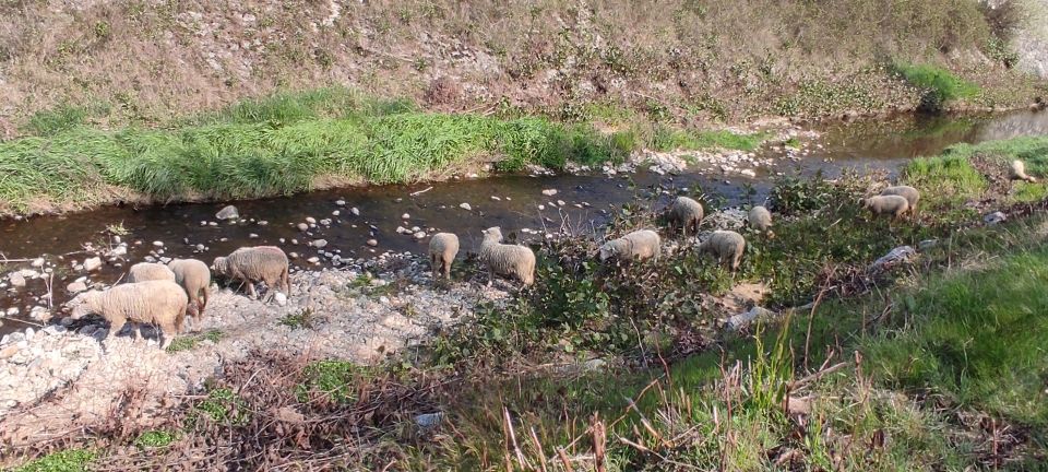 Eco-pâturage sur le Mialan