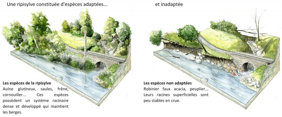 La végétation des berges