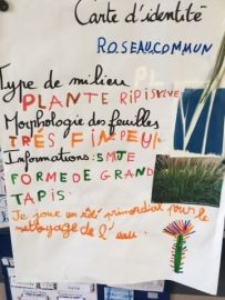 Roseau commun