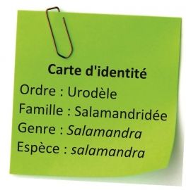 Salamandre Tâchetée